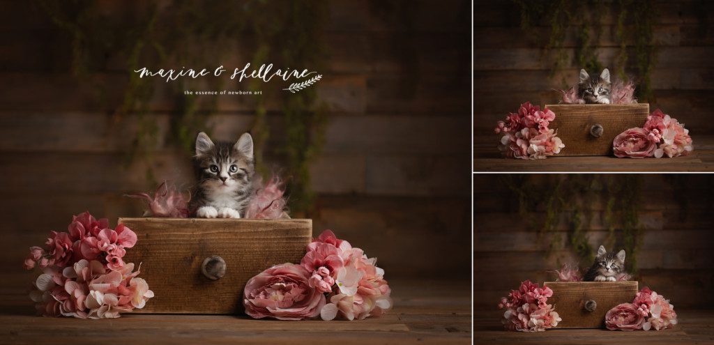 alt=Alberta pet photographer, alt=newborn kitten portraits, alt=studio pet portraits, alt=studio kitten photography, alt=sleeping kitten, alt=tabby kitten 