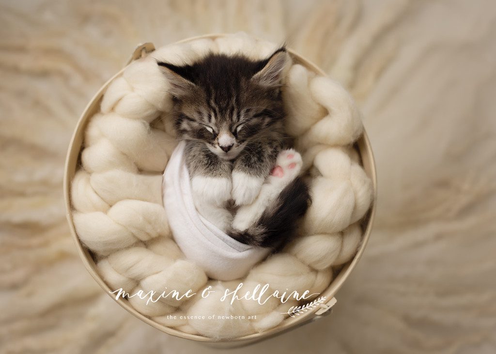 alt=Alberta pet photographer, alt=newborn kitten portraits, alt=studio pet portraits, alt=studio kitten photography, alt=sleeping kitten, alt=tabby kitten 