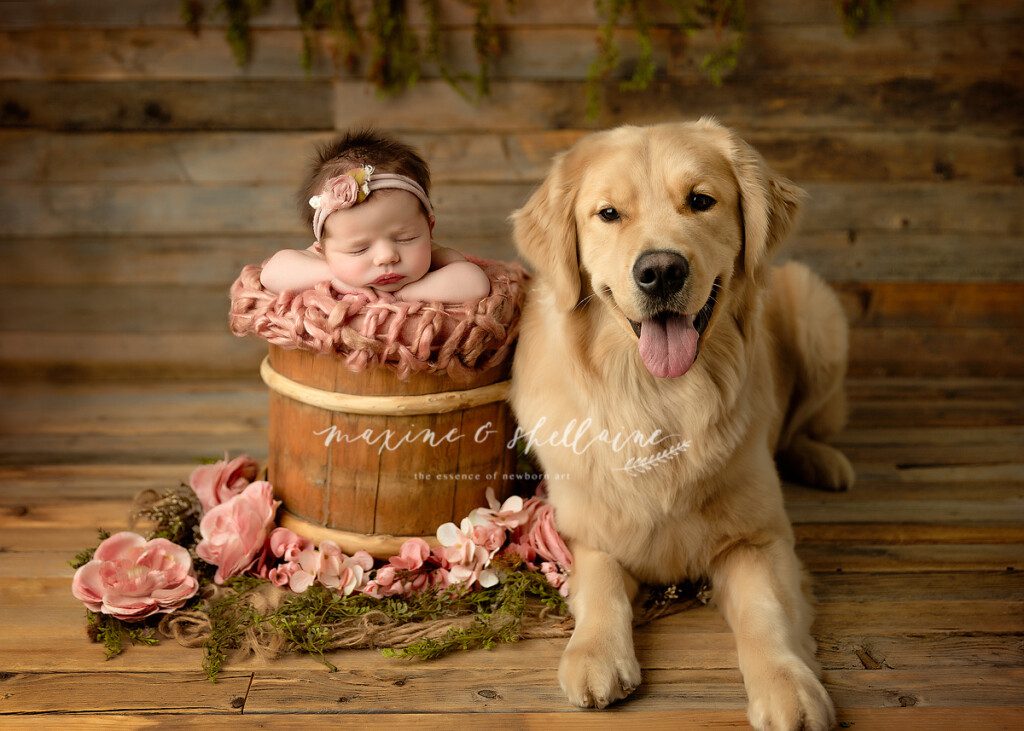 alt=babies and dogs photographs, alt=golden retriever, alt=fur babies, alt=newborn and dog pictures, alt=dog and baby photo inspiration