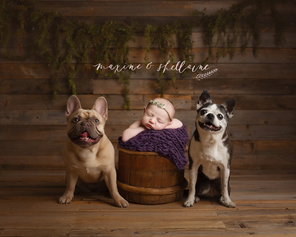 alt=Classic Newborn Session, alt=baby in bucket with dogs