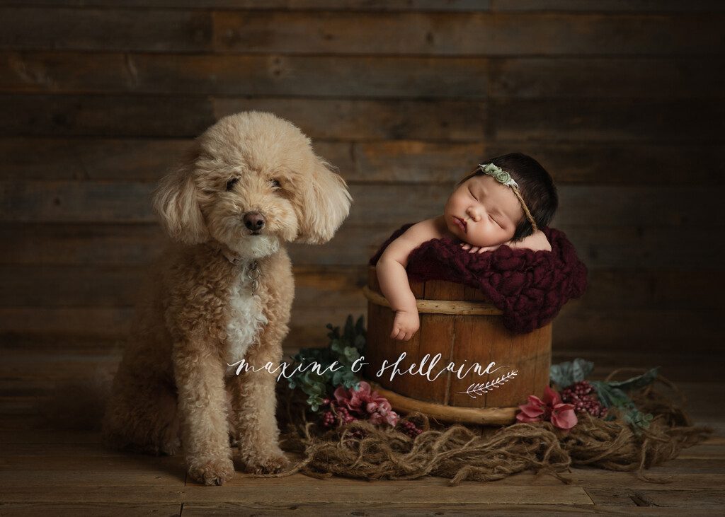 alt=Sleeping newborn baby with family dog during Edmonton newborn photography session